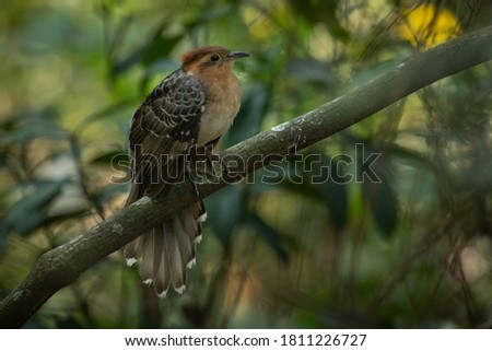 A beatiful Pavonine Cuckoo (Dromococcyx pavoninus) in the Atlantic Forest.