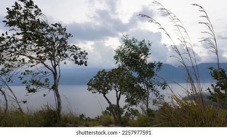 beatiful tree from the lake