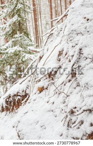 
Beatiful winter forest in a snow