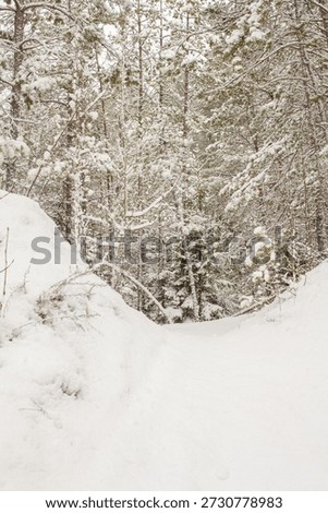 
Beatiful winter forest in a snow