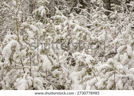 
Beatiful winter forest in a snow