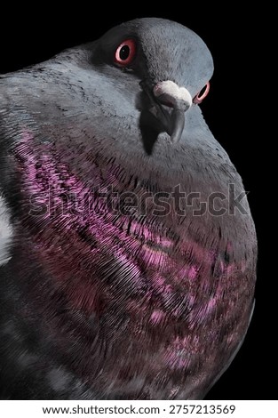 Beatifull bird eye before attack