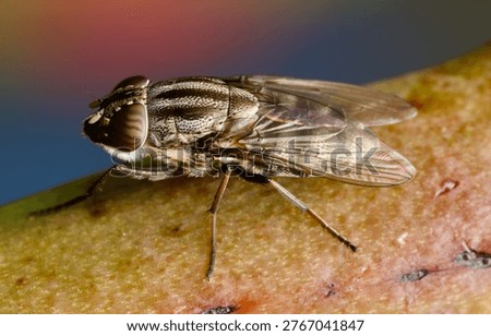 Beatifull Fly on a leaf 