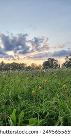 Beatifull summer evening fields and clouds