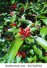 Beatuiful Hamelia Patens-Firebush (Scarletbush) Native Plants Of North America.