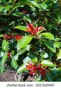 Beatuiful Hamelia Patens-Firebush  (Scarletbush) Native Plants Of North America.