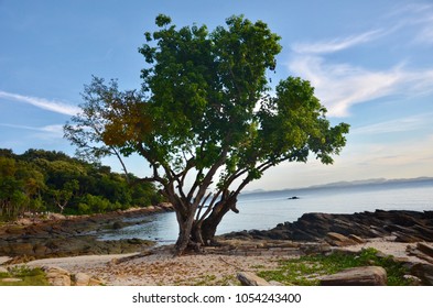 Beatuiful tree on beach.