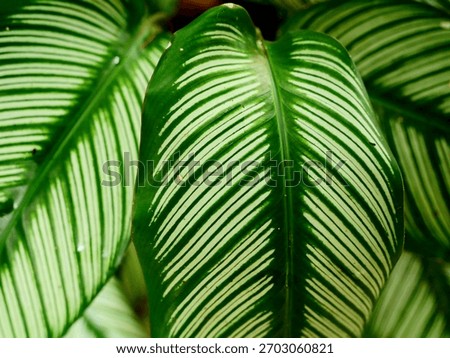 The Beaty of leaf patterns