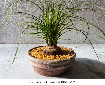 Beaucarnea recurvata or elephant's foot or ponytail palm bonsai