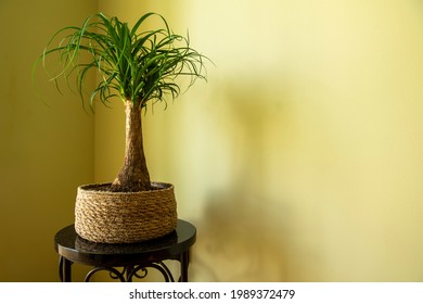 The Beaucarnea Recurvata, Also Known As Ponytail Palm, Or Nolina Is A Houseplant With A Swollen Thick Brown Stem And The Long Narrow Curly, Green Leaves Flow Up From This Base.