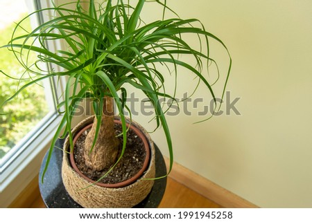 The Beaucarnea Recurvata, also known as Ponytail Palm, or Nolina is a houseplant with a swollen thick brown stem and the long narrow curly, green leaves flow up from this base.