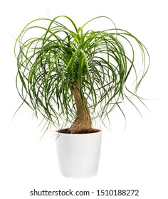 Beaucarnea Recurvata Or Nolina Recurvata Plant, Otherwise Called The Ponytail Palm, Potted In A Large White Tub Isolated On White