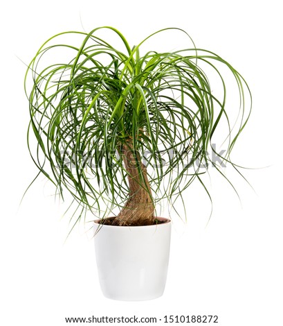 Beaucarnea recurvata or Nolina recurvata plant, otherwise called the Ponytail Palm, potted in a large white tub isolated on white