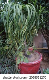 Beaucarnea Recurvata (the Elephants Foot Or Ponytail Palm) Plant In The Park