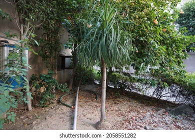 Beaucarnea Recurvata (the Elephants Foot Or Ponytail Palm) Plant In The Park