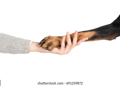 Beauceron Dog Paw In Human Hand Friendship Concept, White Background. Sheepdog Clever Companion, Domestic Animal