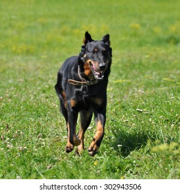 does the beauceron bark