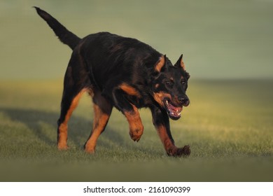 are beauceron aggressive