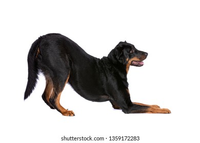 Imagenes Fotos De Stock Y Vectores Sobre French Shepherd