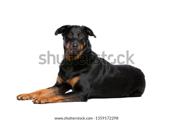 Beauceron French Short Haired Shepherd Front Stock Photo Edit Now