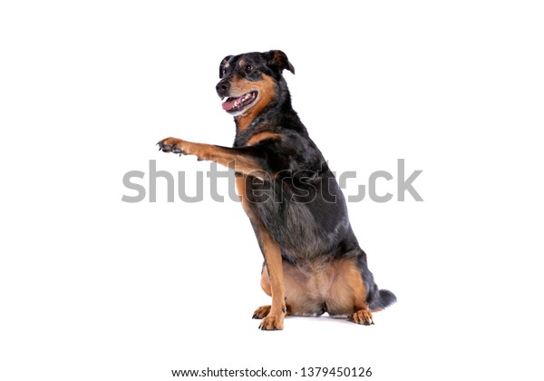 Beauceron French Short Haired Shepherd Front Stock Photo Edit Now