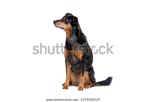 Beauceron French Short Haired Shepherd Front Stock Photo Edit Now