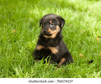 Beauceron Puppy