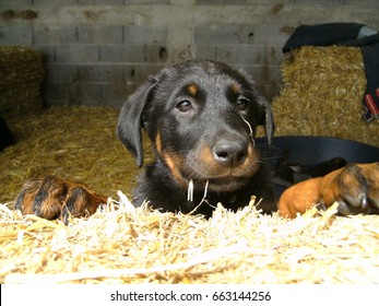 Beauceron Puppy High Res Stock Images Shutterstock