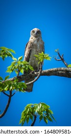 Beaudouin's Snake Eagle Looking Straight