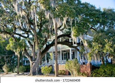 Beaufort USA -20 February 2015 : Tree with Spanish moss in front of old mansion in Beaufort in South Carolina USA