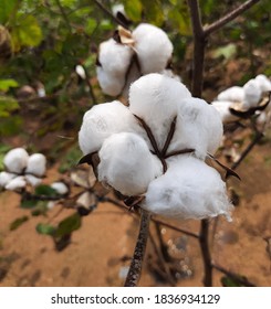 Beaugiful Cotton Sprout In Cotton Plant