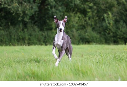 beauiful whippet is running in the park