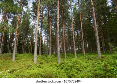 Beauitful sight of dense sets of pine trees in Norwegian forest panorama scenery view in summer season in natural and real light - Powered by Shutterstock