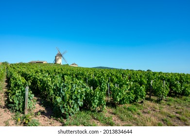 Beaujolais Vineyard In The Saône Et Loire Department In France In Summer