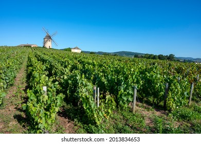 Beaujolais Vineyard In The Saône Et Loire Department In France In Summer