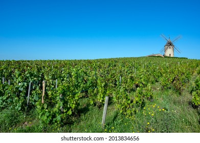 Beaujolais Vineyard In The Saône Et Loire Department In France In Summer