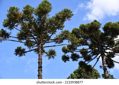 Beaultiful view os a brasiliense araucaria, typical tree of cold climate regions in Brazil