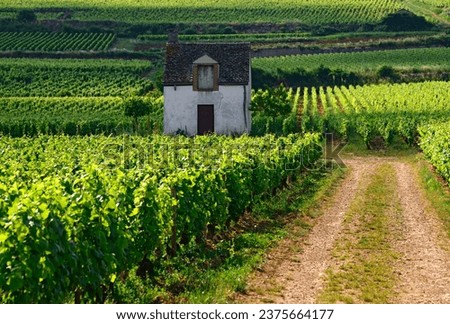 Beaune, Cote de Beaune, Cote d'Or, Burgundy, France, Europe -  landscape with famous vineyards and cabotte hut - name of former winegrower's cabin