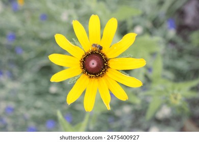 beauriful close-up of bee pollenating black-eyed susan