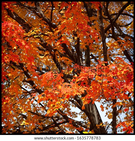 Similar – Foto Bild Indian Summer Natur