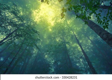 Beautful tranquil lanscape of mountain foggy forest