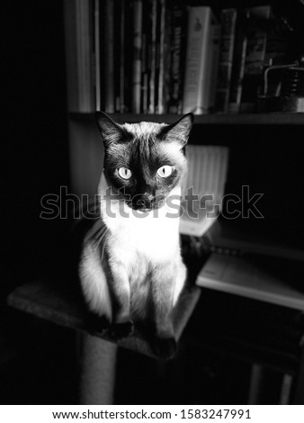 beautifful siamese cat in blak and withe