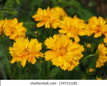 Beautifil yellow Sunray Tickseed, Coreopsis grandiflora 'Sunray' flowers in Hungarian rural area 