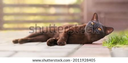 Beautifu brownl burmese cat lying outdoor and curiously looking at something with big orange eyes. 