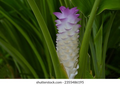 Beautifu pink and white peatals siam tulip flower in green leaves and branches