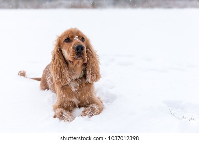 Beautiful 1 Year Old Golden Cocker Spaniel Dog Laying Down On A Field Covered In Snow