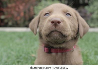 Beautiful 6 Week Old Chocolate Lab Puppy 