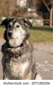 Beautiful 6 Year Old Siberian Retriever 