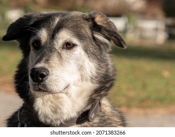 Beautiful 6 Year Old Siberian Retriever, Portrait