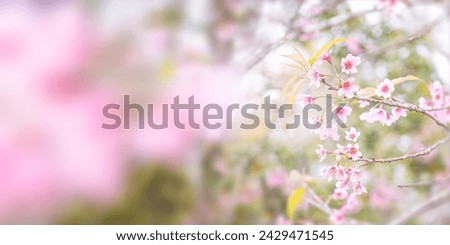 beautiful abstract aroma background with pink flower